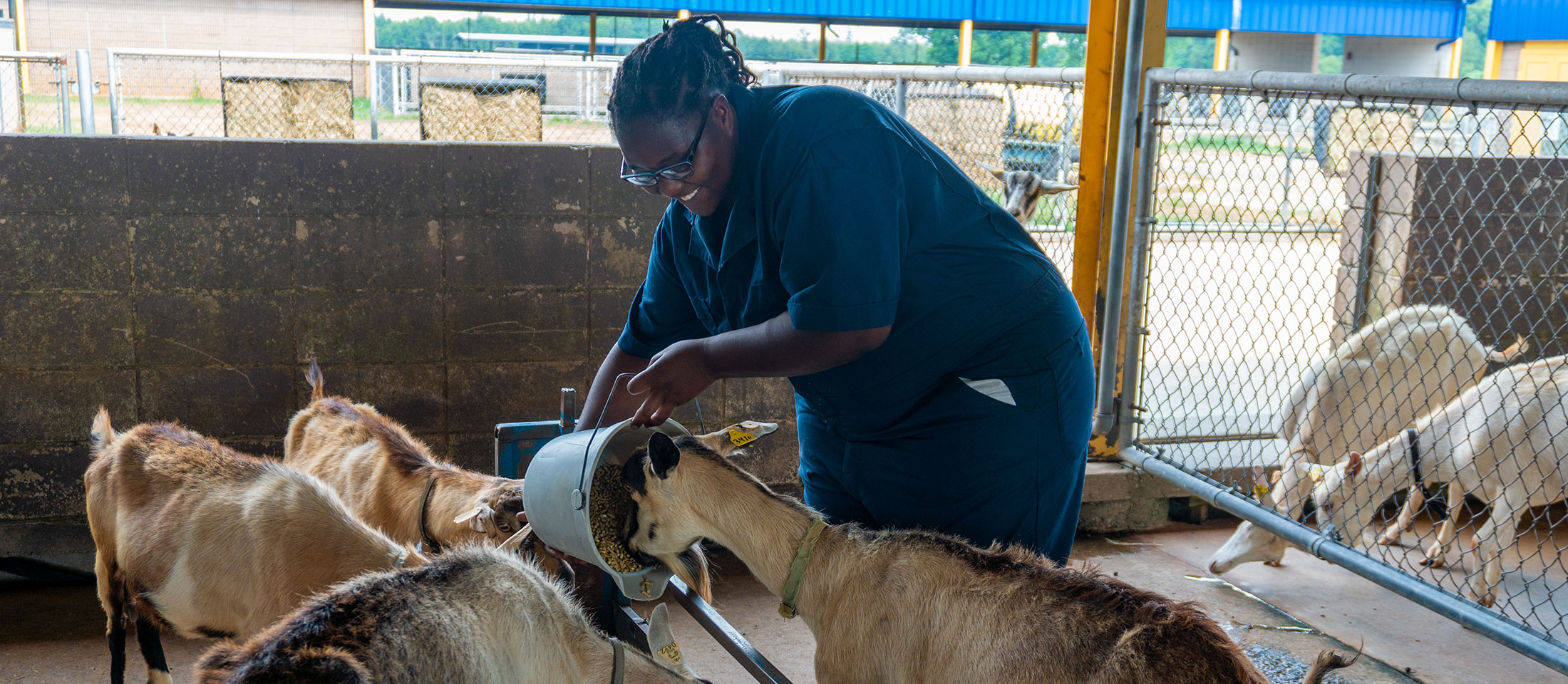 Adolescente alimenta cabras como parte de una de las iniciativas de la Red de Agricultores Negros.